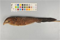 藏品(番鵑)的圖片